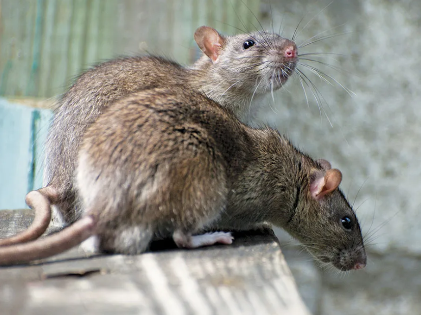 Prolifération de rats : les habitants de Rabat s'inquiètent