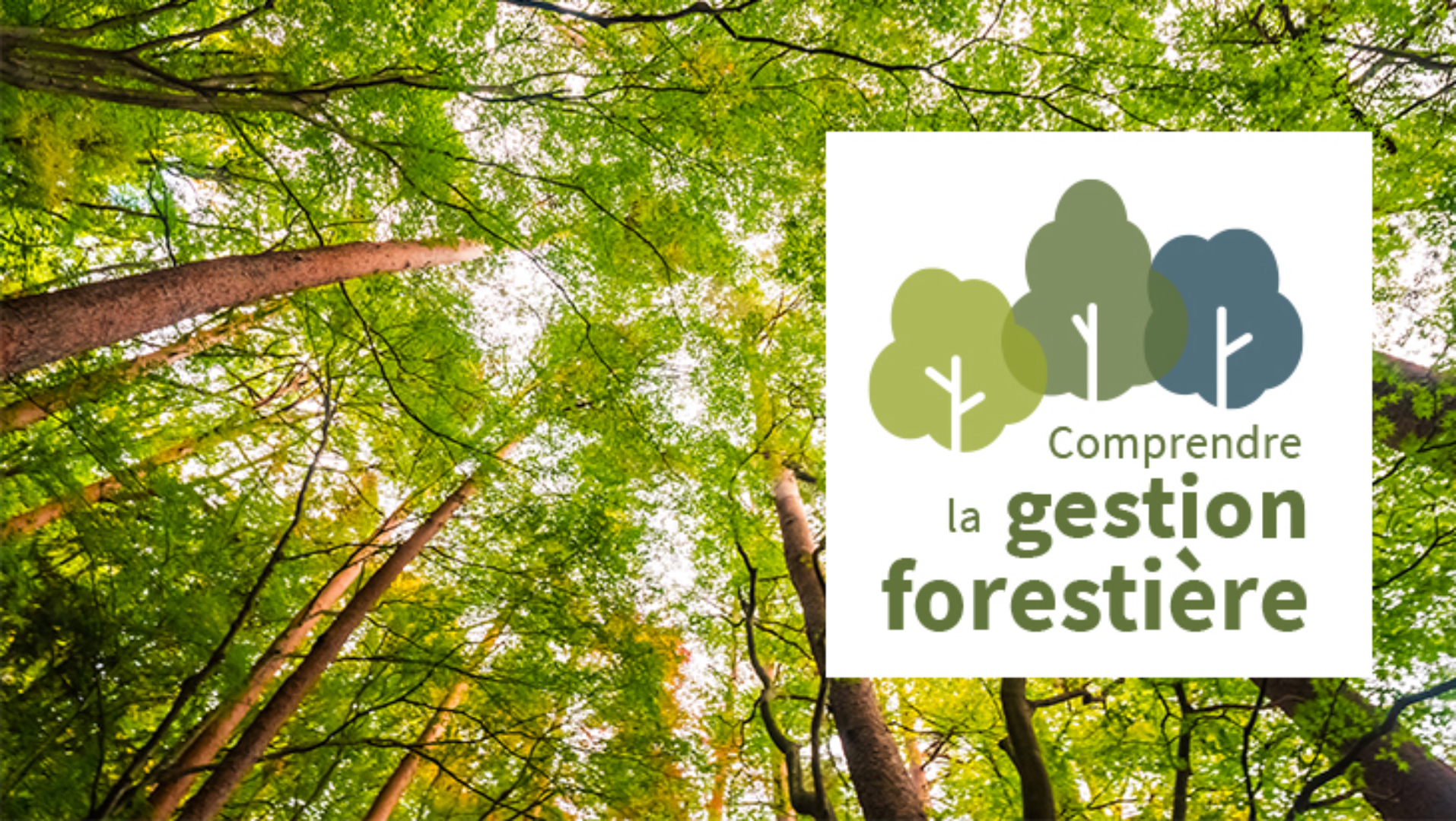 MOOC : comprendre la gestion forestière