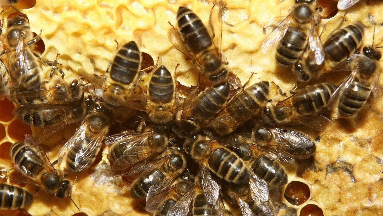 L'extinction massive des abeilles aurait dû servir de sonnette d'alarme !
