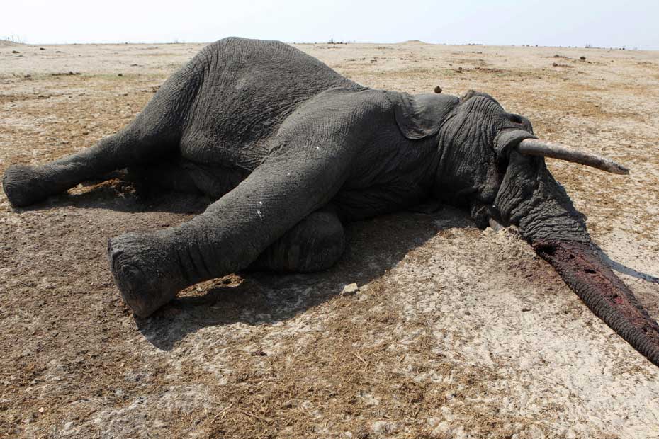 Les braconniers tuent un éléphant toutes les 14 minutes.