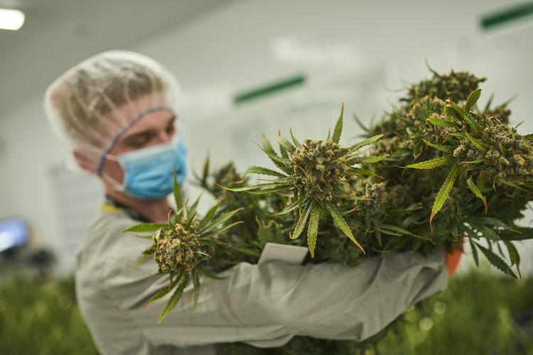 Cannabis : médecins, pharmaciens, agriculteurs et techniciens en formation