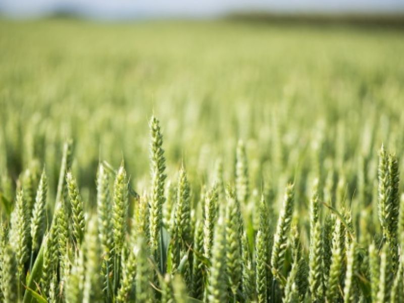 Pour 15 à 20% du rendement des semences de blé après traitement
