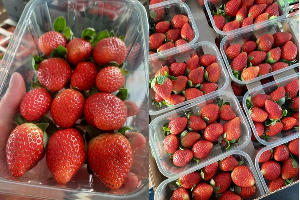 Pour l'ONSSA, le marché local ne serait pas concerné par cette alerte.