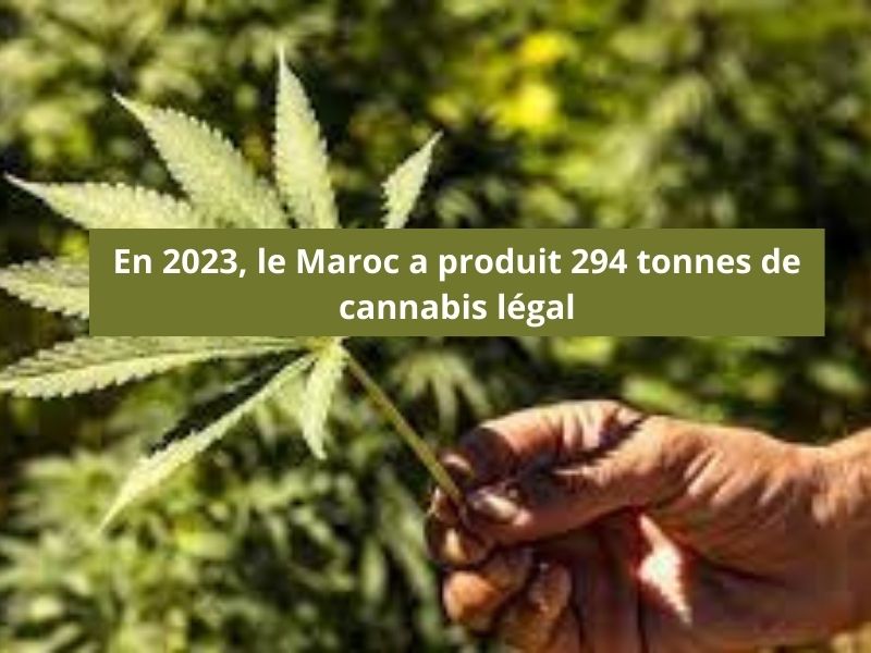 La première récolte de cannabis légal marocain s’établie à 294 tonnes en 2023