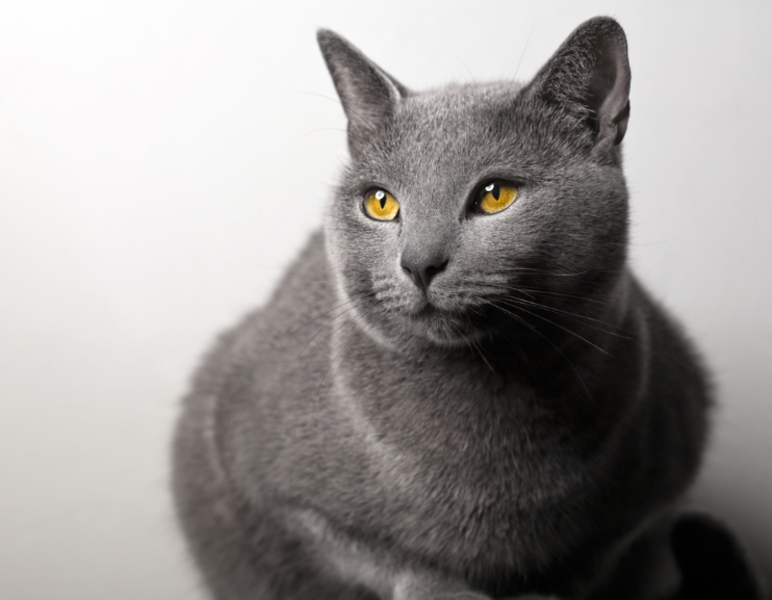 Voici les races de chats avec les plus longues espérances de vie