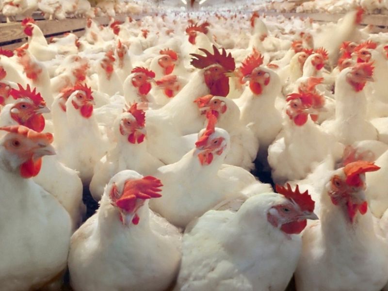 ​Flambée des prix du poulet : le Conseil de la concurrence ouvre une enquête