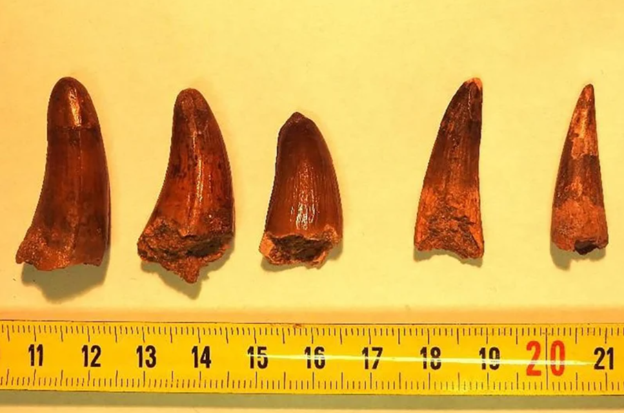 Commerce illicite : des fossiles marocains confisqués à la frontière française