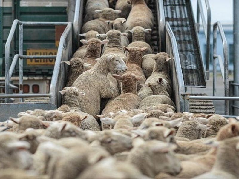 Crise du bétail au Maroc : des importations record, mais des prix toujours en hausse