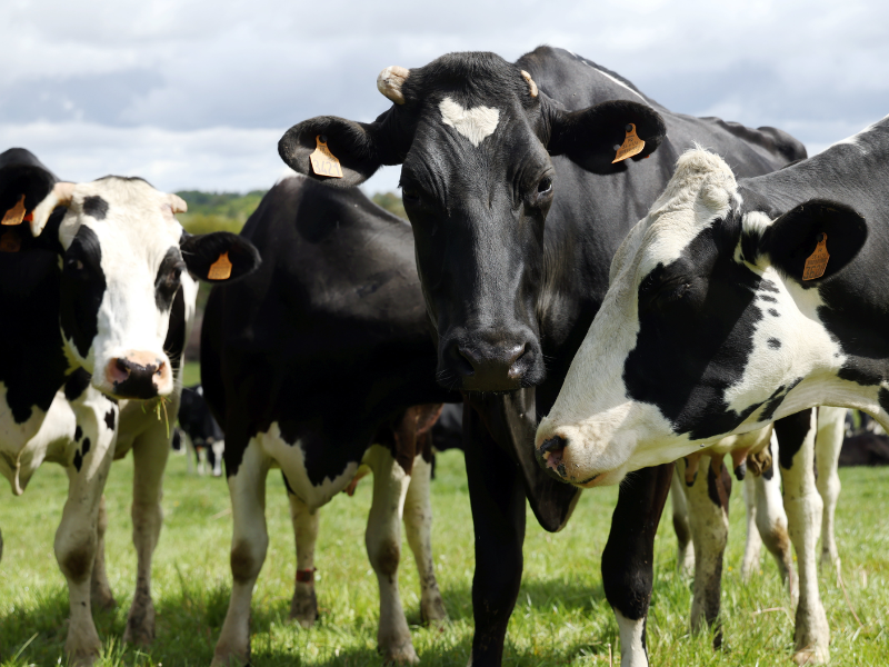 Races locales : patrimoine vivant ou passé dépassé ?