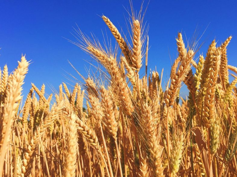 Céréales : blé sous pression, souveraineté sous tension
