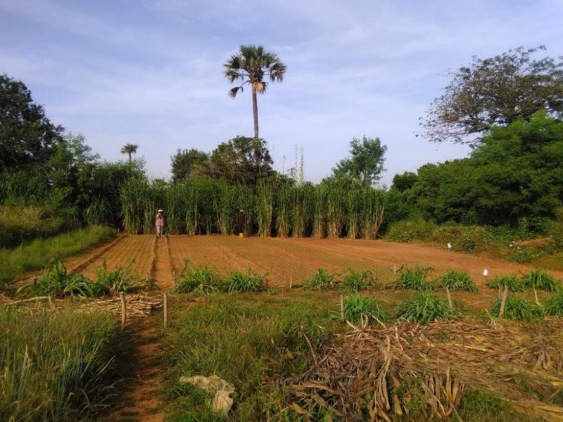 Territoires ruraux : les sentinelles silencieuses de l’agriculture