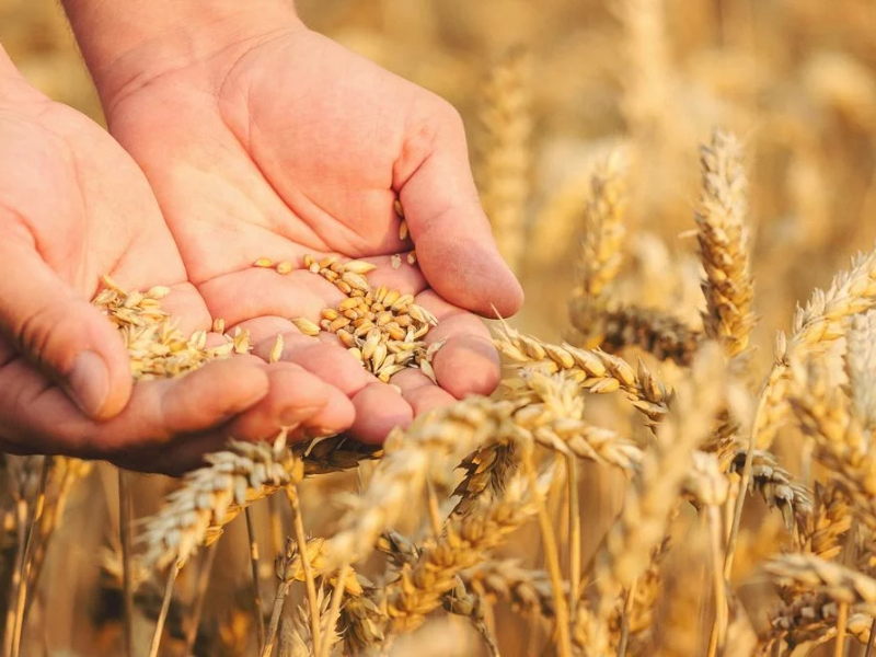 Le blé marocain fait son come-back : 2,9 millions de tonnes attendues