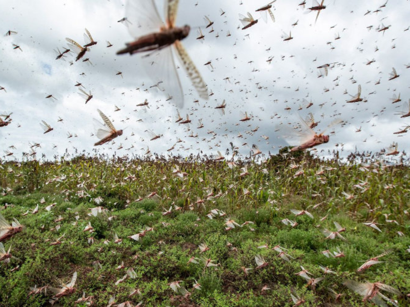 Criquets pèlerins : le Maroc en vigilance renforcée cet été