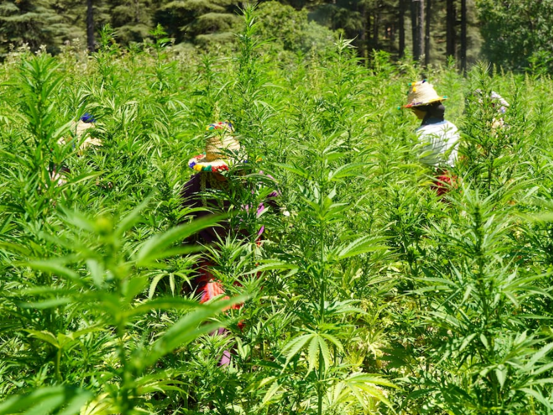 Cannabis légal : la Beldia marocaine s’envole vers l’international