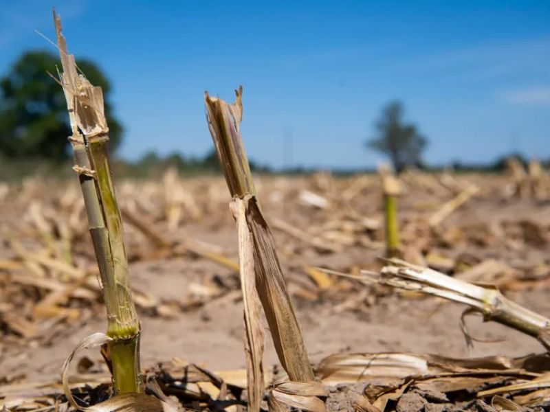 ​L’agriculture face à la soif : quels défis pour la souveraineté alimentaire ?