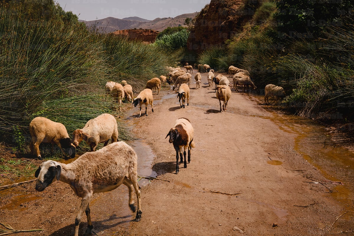 ​L'État resserre les règles du jeu pour revitaliser le secteur de l'élevage au Maroc