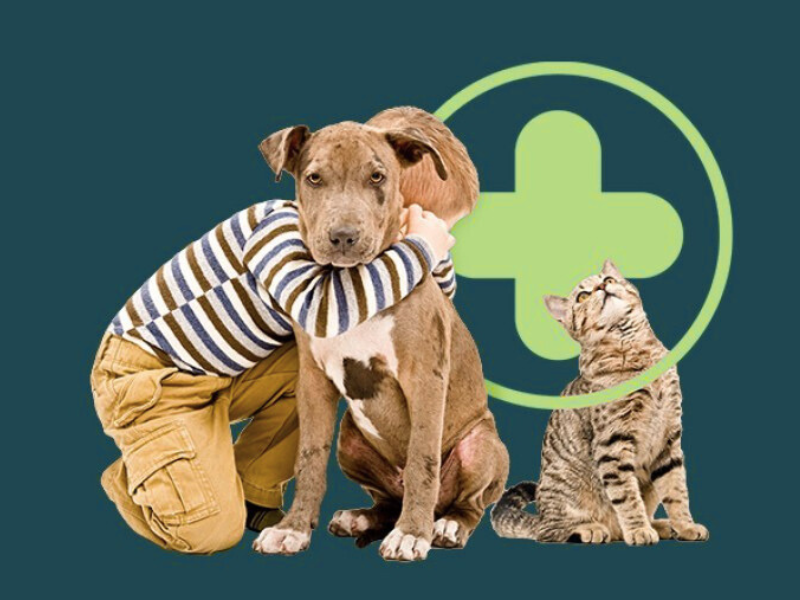 Incroyable mais vrai : Sanlam Maroc lance la première assurance santé animale du Royaume