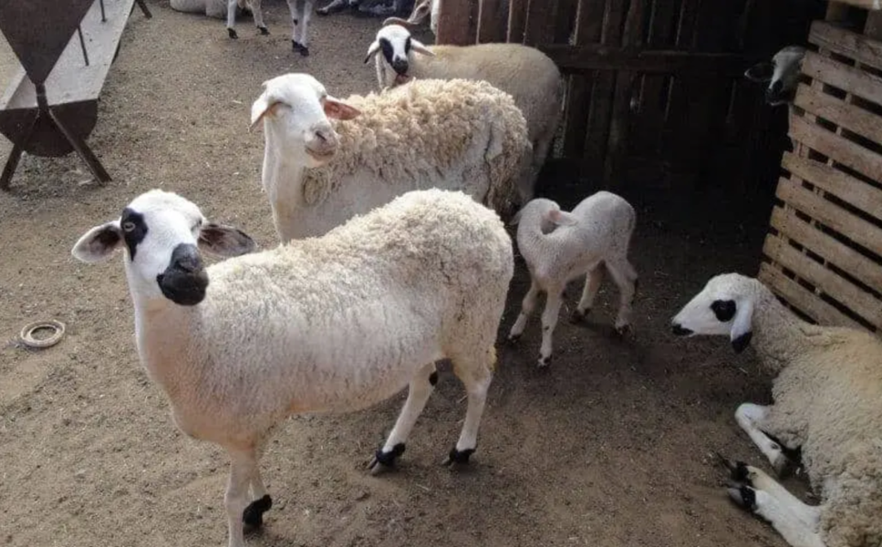 Le Maroc passe à l’insémination artificielle pour sauver ses races ovines