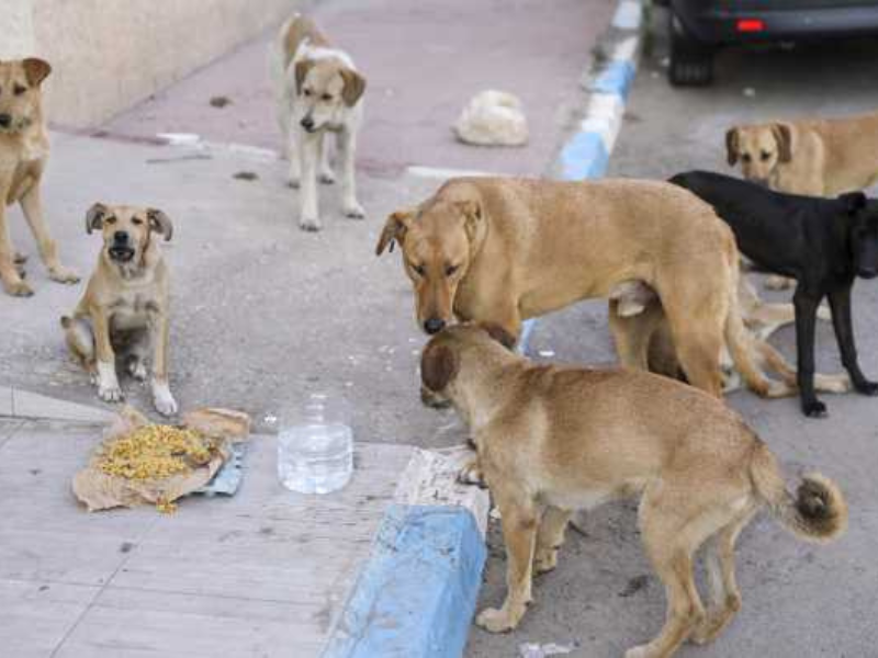Chiens errants : symptôme d’un espace public abandonné au Maroc