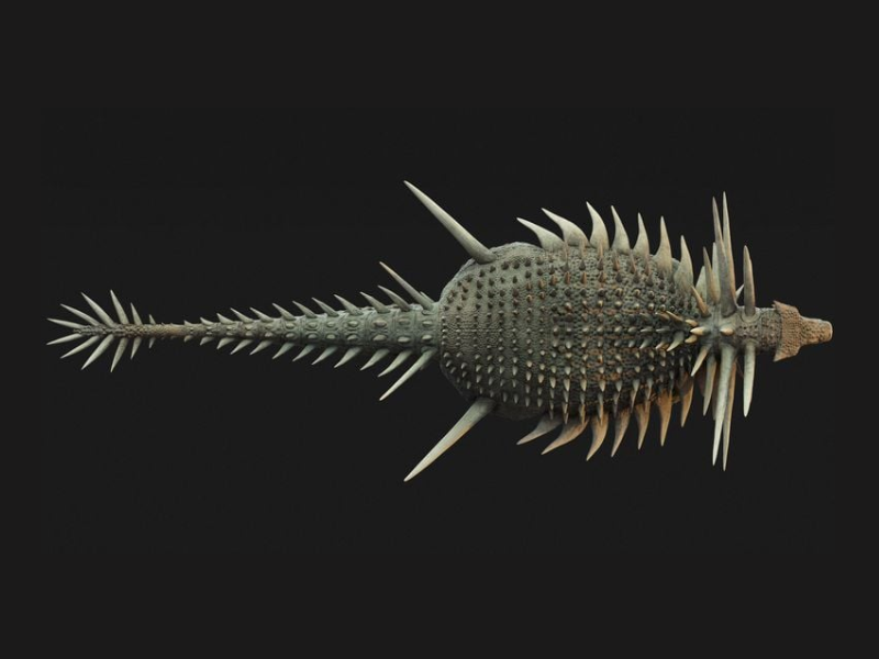 Découverte au Maroc d’un dinosaure couvert de piques