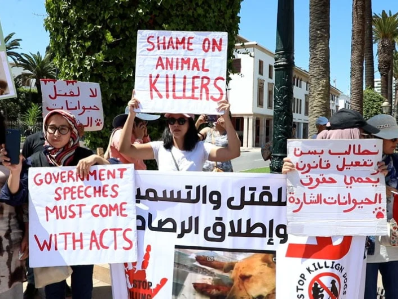 Manifestation à Rabat contre les amendes visant ceux qui nourrissent les animaux errants