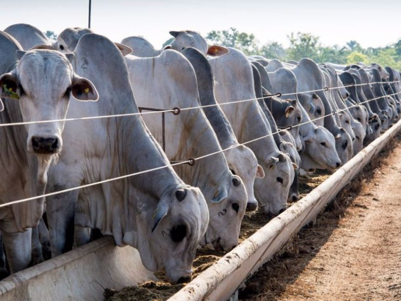 Maroc–Brésil : un pont bovin pour apaiser le marché de la viande rouge