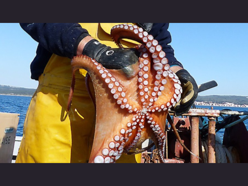 Pêche au poulpe suspendue : une mesure écologique saluée