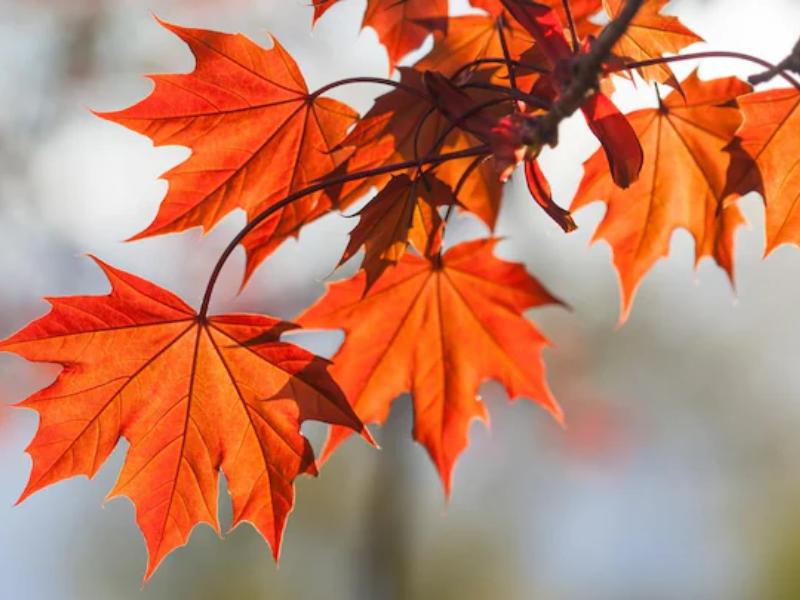 Couleurs automnales 2025-2026 : entre chaleur, audace et luxe discret