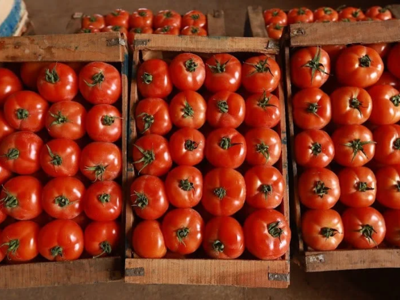 Le Maroc, deuxième fournisseur de tomates pour l’Union européenne