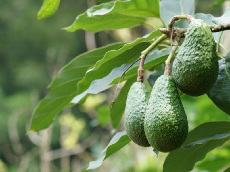 La folie de l’avocat au Gharb : or vert ou tache d’eau ?