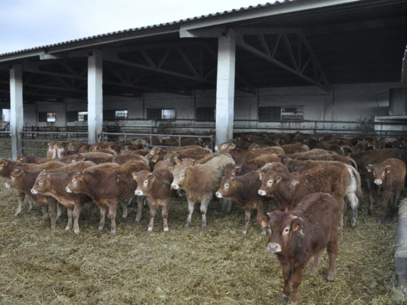 Bovins espagnols suspendus: la facture à la hausse
