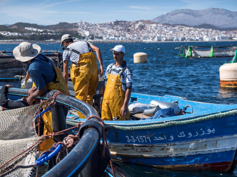 Pêche artisanale au Maroc : 3,8 milliards DH en 2024, un secteur clé de l’économie bleue