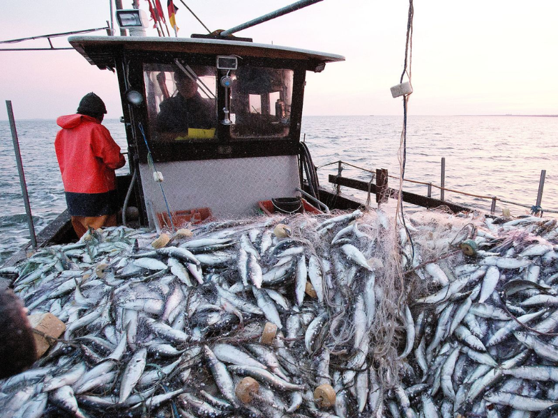 Ports méditerranéens : 13 516 tonnes débarquées à fin octobre, une hausse de 6 %