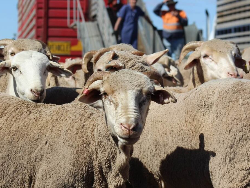 Le gouvernement débloque 6 milliards de dirhams pour soutenir directement les éleveurs de bétail