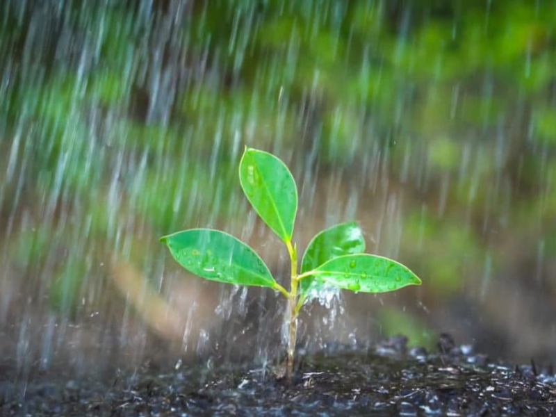 Les pluies automnales redonnent espoir au secteur agricole