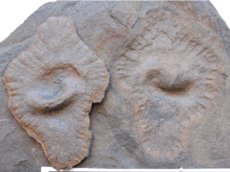 ​Inauguration d'une Exposition Internationale à l'Université Cadi Ayyad : un voyage à travers l'évolution de la vie