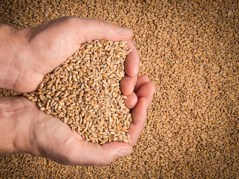 Le Maroc face à sa dépendance céréalière : une équation qui s’impose malgré les pluies