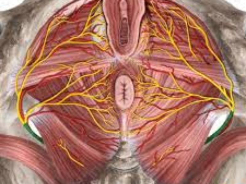 Quand un nerf discret transforme la douleur en enfer