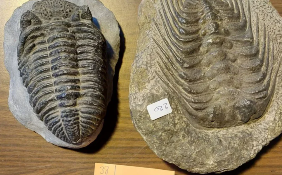 Contrebande stoppée : des fossiles et tortues du Maroc interceptés en France