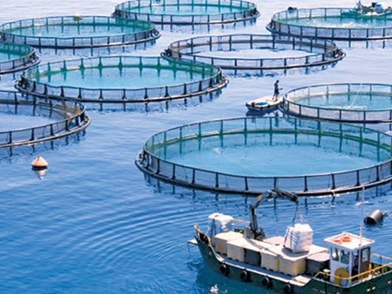Aquaculture au Maroc : 1,76 MMDH Investis, 184 Projets Opérationnels et un Secteur en Quête de Maturité 
