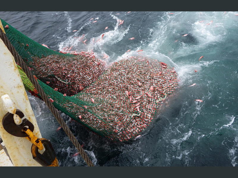 Pêche pélagique : Rabat et Moscou cadrent les quotas 2026