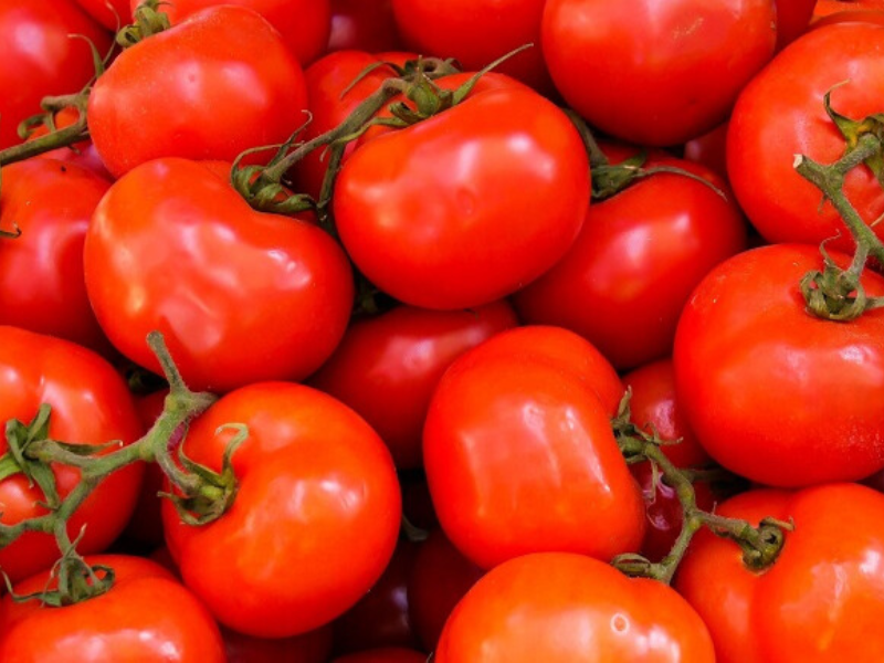 Tomate mondiale en 2024 : le Maroc s’impose par le rendement, la compétitivité et l’exportation