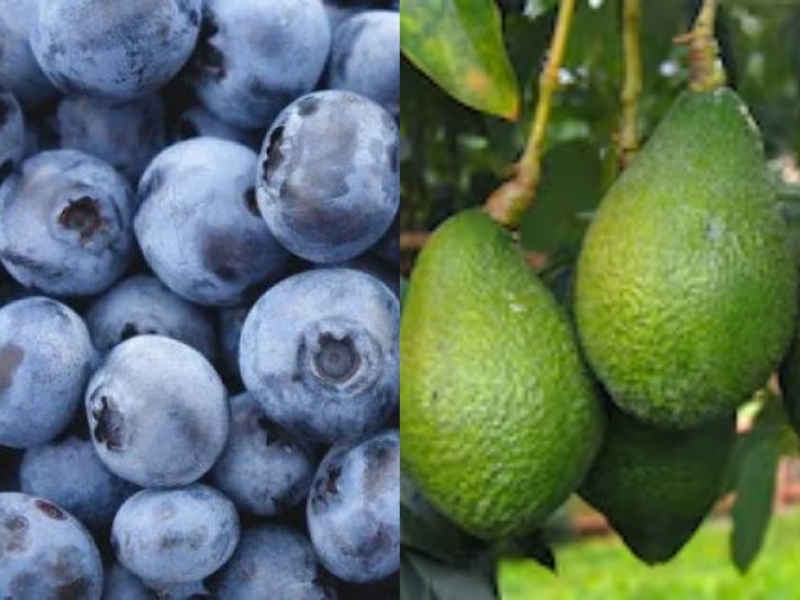 Maroc : quand l’avocat et la myrtille redéfinissent l’agriculture exportatrice