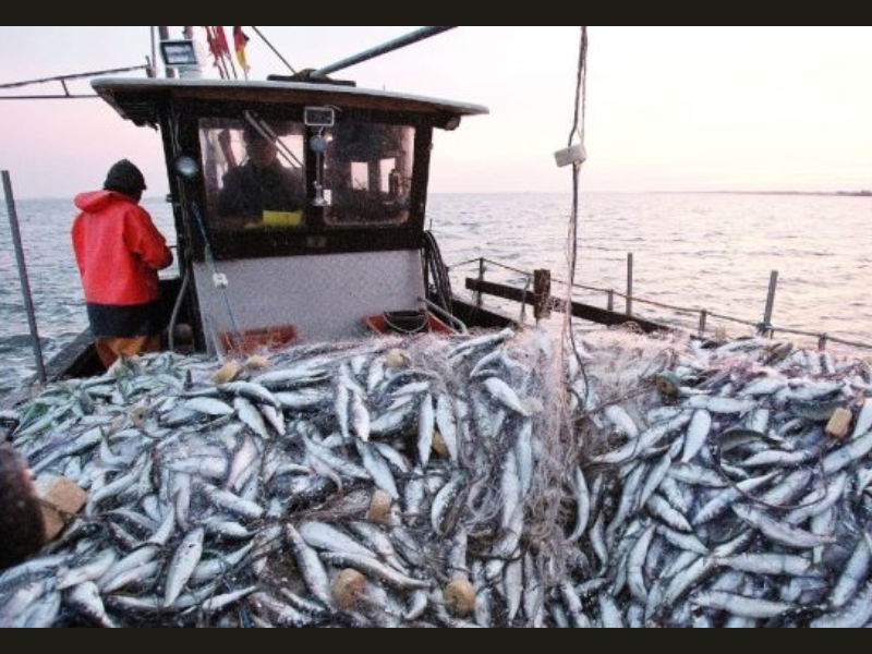 Sardine : Un bouclier anti-inflation déployé avant le mois sacré