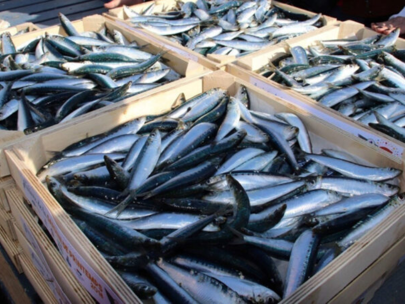Sardine au Maroc : Régulation des prix et mesures sectorielles à l’épreuve du marché