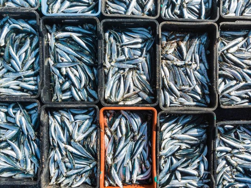 Sardines à 40 dirhams le kilo : comment un poisson populaire est devenu un produit presque de luxe