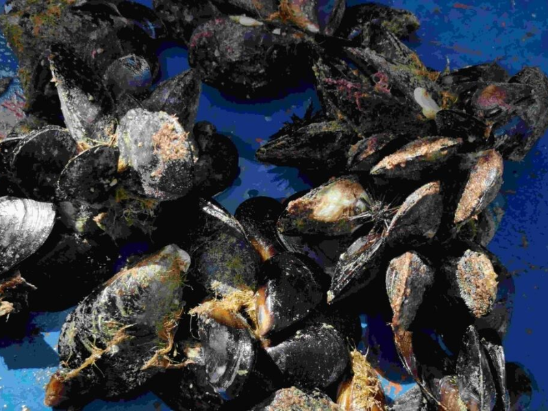 Maroc-Italie : vers une mytiliculture marocaine plus autonome grâce au captage industriel de naissains