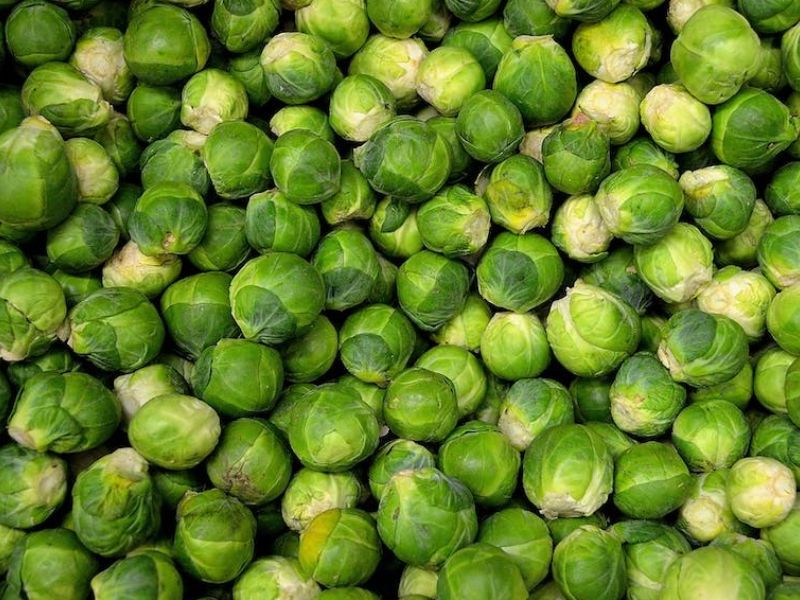 Choux de Bruxelles : le Maroc se hisse 3ᵉ exportateur mondial en 2025