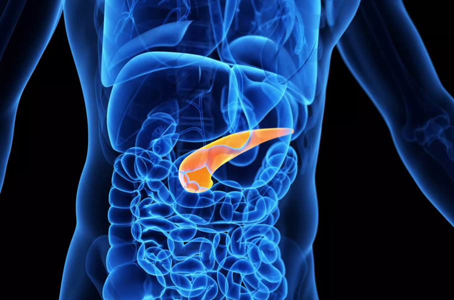 Avancée médicale : des cellules souches créent un pancréas autonome prometteur