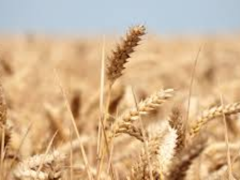 Blé : le Nigéria prépare un record d’importations